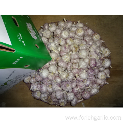 Jinxiang Normal White Garlic